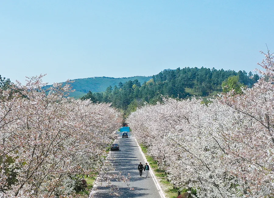 花路迎春园区四季景观